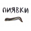 продаю пиявки (сулук)