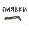 продаю пиявки сулук курт сатабыз